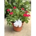 12" Geranium Container 